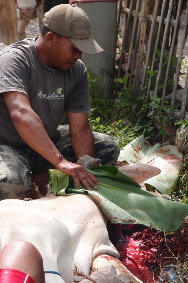 This man whispered a prayer and covered the bull with a leaf as he swiftly slit it's throat.