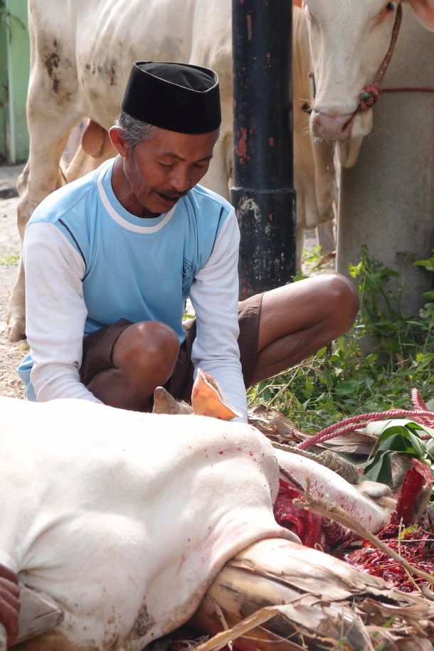 This man waits patiently beside the cow as it dies.