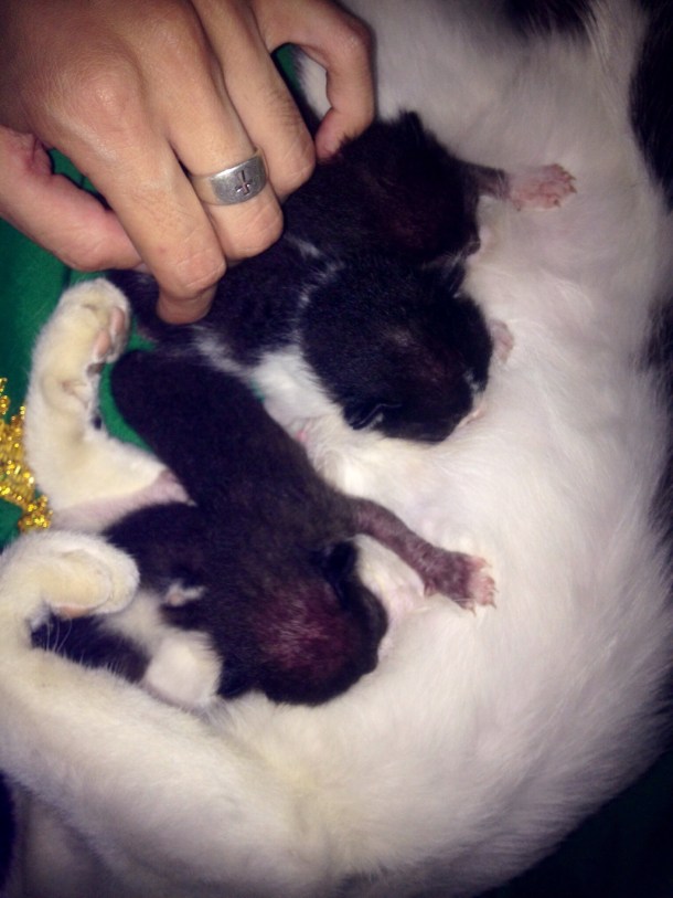 Kittens in Classroom