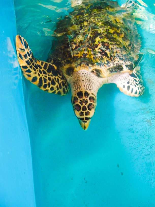 13209075213_95d29dd65a_b