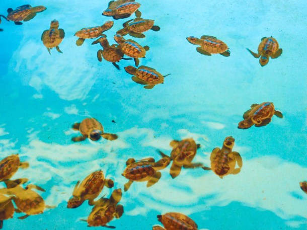 13209270394_2121500fb8_b