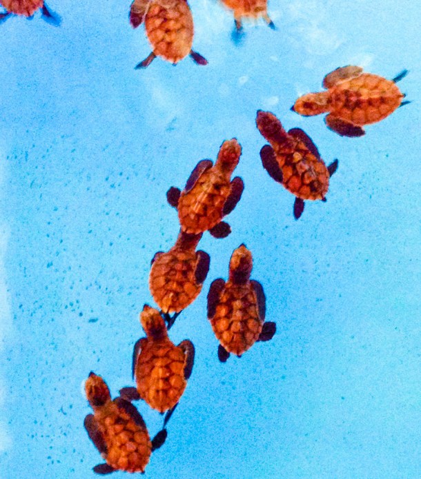 13209487615_79ea71d1a7_b